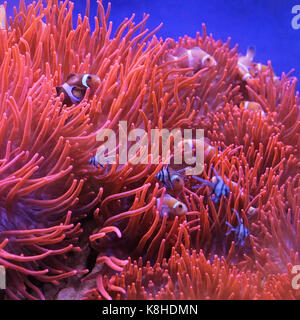 Percula pesce pagliaccio in arancione polipi al Coral reef Foto Stock