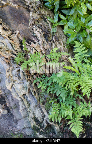 Regno Unito felci native a colonizzare la corteccia fessurata del introdotto querce da sughero, Quercus suber, in un giardino di Cornovaglia Foto Stock