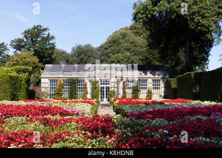 Biancheria da letto formale del display colorato luminosamente begonie di fronte all'Aranciera in giardino alla francese a Mount Edgcumbe, Cornwall, Regno Unito Foto Stock