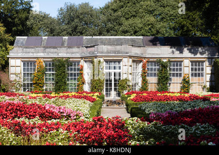 Biancheria da letto formale del display colorato luminosamente begonie di fronte all'Aranciera in giardino alla francese a Mount Edgcumbe, Cornwall, Regno Unito Foto Stock