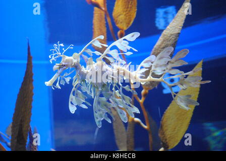 Il giallo di seadragon Foto Stock