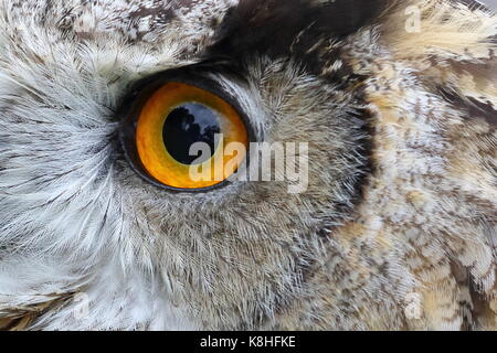 Gufo reale (Bubo bubo) a Walworth Castle rapaci, vicino Darlington Co. Durham. Regno Unito Foto Stock