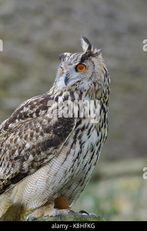 Gufo reale (Bubo bubo) a Walworth Castle rapaci, vicino Darlington Co. Durham. Regno Unito Foto Stock