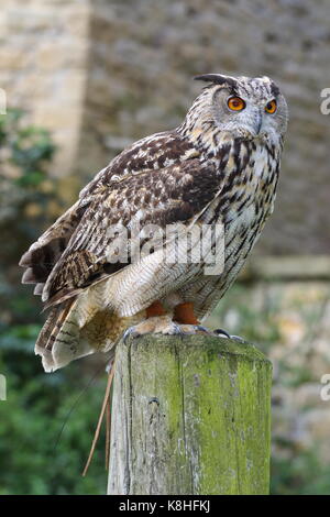 Gufo reale (Bubo bubo) a Walworth Castle rapaci, vicino Darlington Co. Durham. Regno Unito Foto Stock