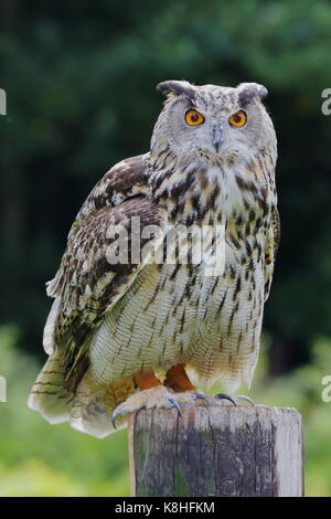 Gufo reale (Bubo bubo) a Walworth Castle rapaci, vicino Darlington Co. Durham. Regno Unito Foto Stock