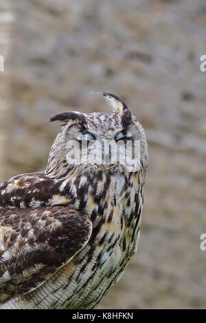 Gufo reale (Bubo bubo) Il peering attraverso dimezzare gli occhi chiusi a Walworth Castle centro rapaci, vicino Darlington Co. Durham. Regno Unito Foto Stock