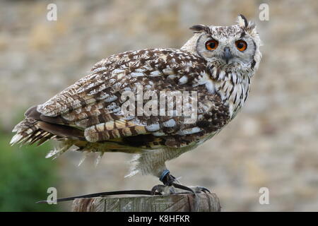 Gufo reale (Bubo bubo) a Walworth Castle rapaci, vicino Darlington Co. Durham. Regno Unito Foto Stock