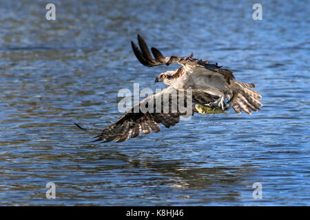 Osprey battenti con pesce Foto Stock