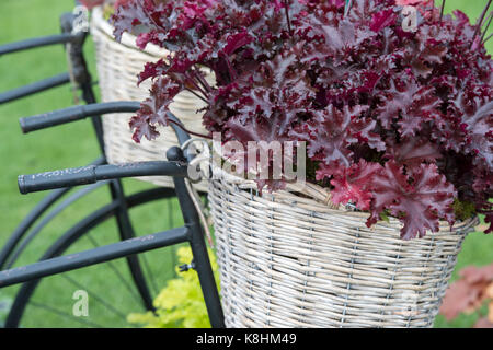 Heuchera "taffetà nero'/ Coral campane di piante in un cestino bici su un Display di vivaio della RHS Wisley autunno flower show. Surrey. Regno Unito Foto Stock