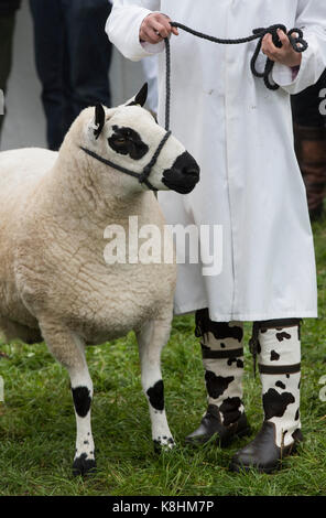 Ovis aries. Ragazza adolescente, giovane agricoltore che mostra un Kerry Hill Ram al Royal County of Berkshire show. Newbury, Berkshire. Regno Unito Foto Stock