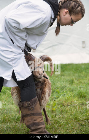 Ovis aries. Ragazza adolescente, giovane agricoltore che mostra un North Ronaldsay Ram al Royal County of Berkshire show. Newbury, Berkshire. Regno Unito Foto Stock