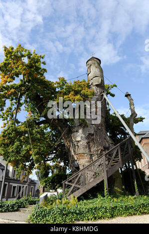 Oak tree "Chene chapelle' in Allouville-Bellefosse, nel Pays de caux, una regione naturale nel nord della Francia. È il più antico albero noto in Francia Foto Stock