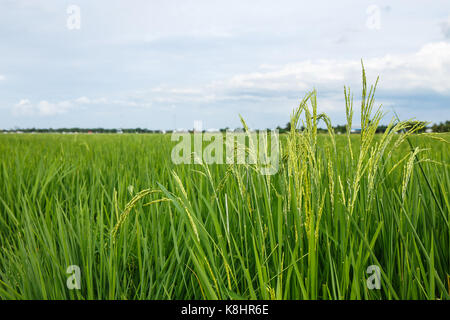 Le orecchie del riso nel campo con cielo velato. Foto Stock