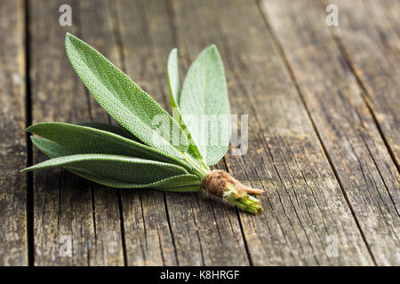 Salvia officinalis foglie di salvia sul vecchio tavolo in legno. Giardino salvia. Foto Stock