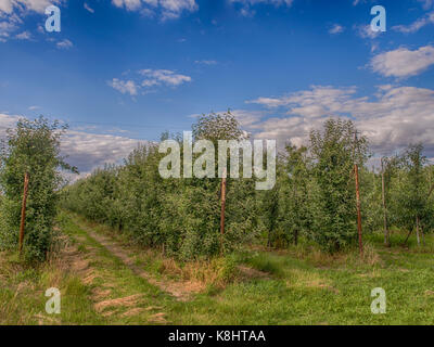 Fila di giovani alberi da frutto nel frutteto durante il periodo estivo. Foto Stock