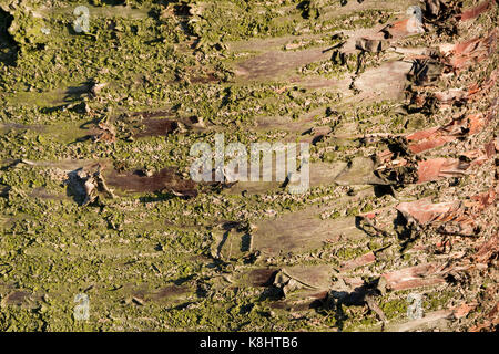 La corteccia del tronco di un vecchio albero ciliegio.Dettagli.Texture. Stock di un vecchio albero ciliegio in primavera. Foto Stock