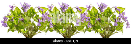 Diversi mazzi di violette del campo in una riga. Foto Stock