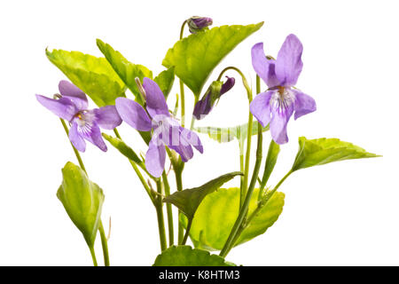 Violette isolato su uno sfondo bianco. Foto Stock
