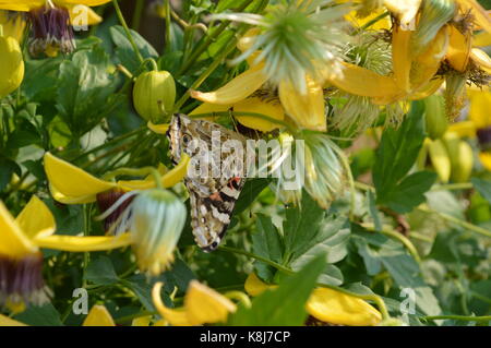 Farfalla monarca seduto su una golden tiara celmatis Foto Stock