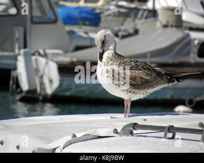 Crikvenica-selce riviera,barche e yacht harbour per l'estate,baby seagull,costa adriatica,croazia,l'Europa,8 Foto Stock