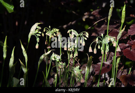 Nectaroscordum siculum e nocciolo di rame Foto Stock