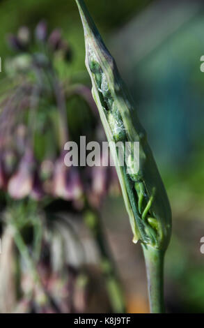 Boccioli emergenti di nectaroscordum siculum, miele siciliano aglio Foto Stock