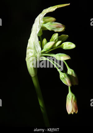 Nectaroscordum siculum boccioli emergenti di miele siciliano aglio Foto Stock