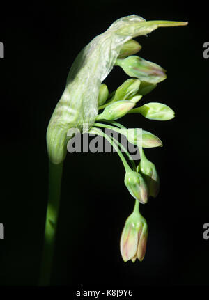 Nectaroscordum siculum boccioli emergenti di miele siciliano aglio Foto Stock