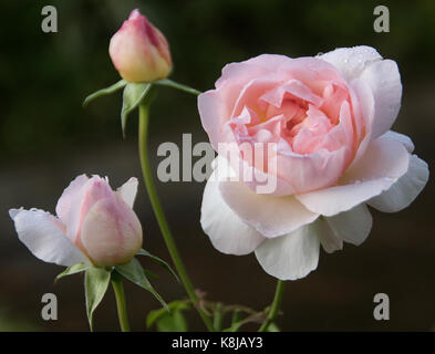 Rosa sharifa assam un fragrante, delicato rosa pallido rosa ad arbusto Foto Stock