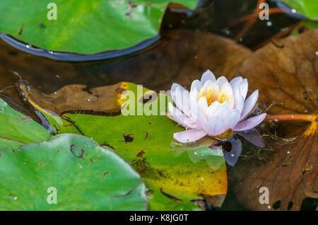 Acqua lilly con fiore, immagine dettagliata, Southampton, NY Foto Stock
