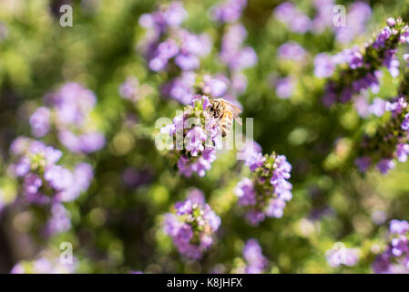 Un piccolo sciame di api lavorare su una patch di salvia piante in denver giardino botanico. Foto Stock