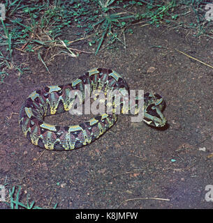 Rhinoceros Viper (Bitis nasicornis). Foresta di pioggia. La Nigeria. Africa occidentale. Foto Stock