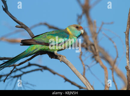 Anello-colli, Parrot barnardius zonarius, appollaiato su un ramo di albero in corrispondenza di zone umide in western queensland Foto Stock