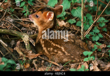 Reeve's Muntjac Deer o Barking Deer (Muntiacus reevesi).ore vecchie fulvo. Chiazzato, criptico e marcature sul rivestimento. 'Dropped' in un letto di ortica. Norfolk. Oriente Foto Stock