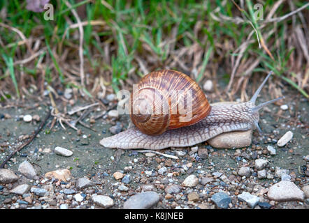 Lumaca si insinua lungo il terreno con erba verde Foto Stock