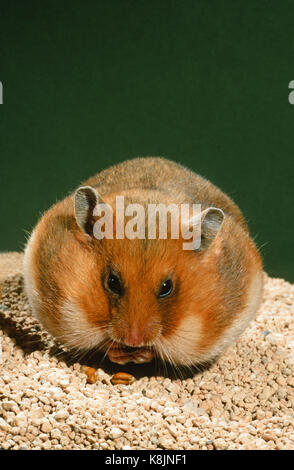 Golden o criceto siriano (mesocricetus auratus). Adulto guancia cramming buste con cibo. Foto Stock