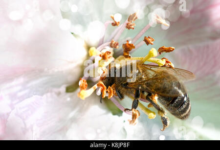 Ape su fiori bianchi per raccogliere il polline Foto Stock