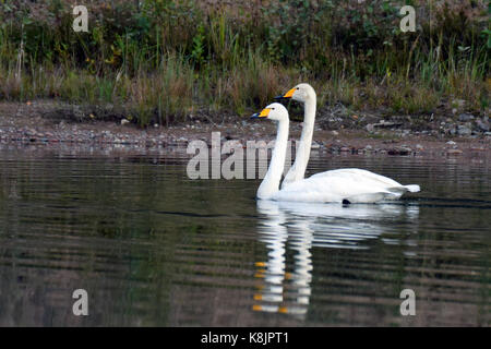 Due cigni whooper nuoto sul lago calmo. Foto Stock