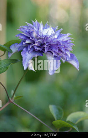 La clematide 'Multi Blue' Foto Stock