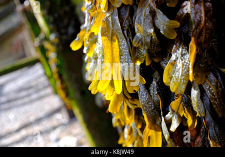 Close up della vescica wrack alghe, Norfolk, Inghilterra Foto Stock