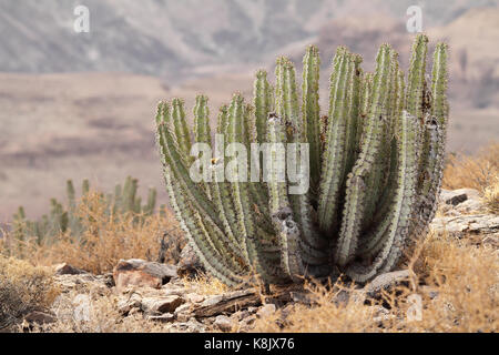 Cactus sul bordo del Fish River Canyon, Namibia Foto Stock