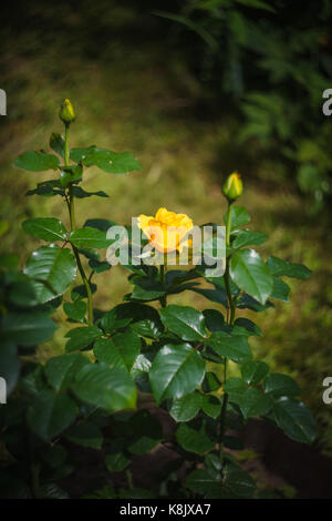 Rosaio con bellissimo fiore giallo e due gemme Foto Stock