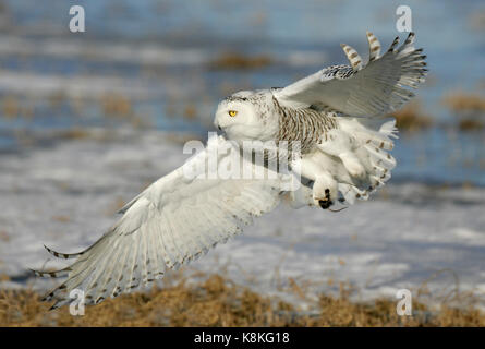 Una chiusura di una civetta delle nevi sorvolano una neve e ghiaccio campo coperto con un mouse nella sua talons ". Foto Stock