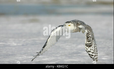 Un close up Azione girato di una civetta delle nevi volando sopra la neve facendo un giro bancario verso la telecamera con piena wingspread nelle ali in posizione abbassata. Foto Stock