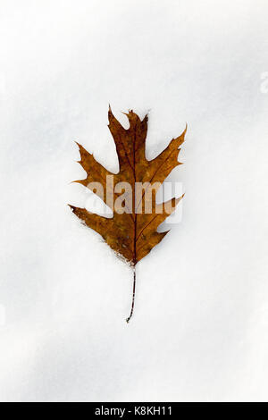 Giacente sul terreno con foglie gialle cadute a terra in autunno. derive di neve in inverno. photo closeup con una piccola profondità di campo Foto Stock