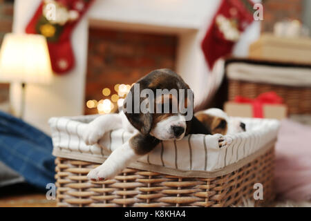 Cuccioli nel cesto durante la vigilia di Natale Foto Stock