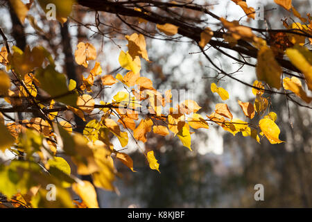 Ultimo giallo di foglie di acero sui rami di un albero contro il cielo blu nella stagione autunnale. Foto Stock