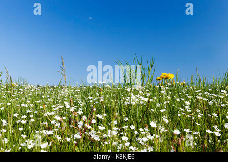 Il campo in cui crescono una varietà di fiori selvatici, il tarassaco, margherite ed erba nella primavera di quest'anno. blue sky in background. foto Foto Stock