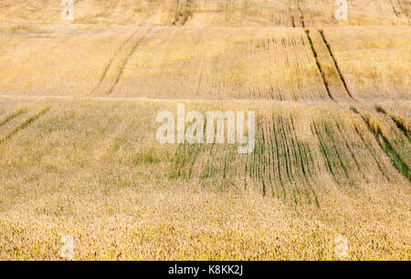 Campo giallo con cereali. di distanza ci sono un certo numero di brani dal passaggio di macchine agricole Foto Stock