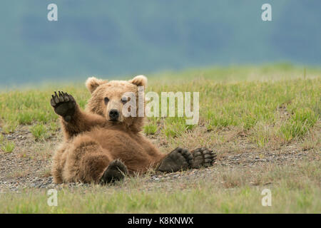 Orso bruno sub-adulto sventolando Foto Stock